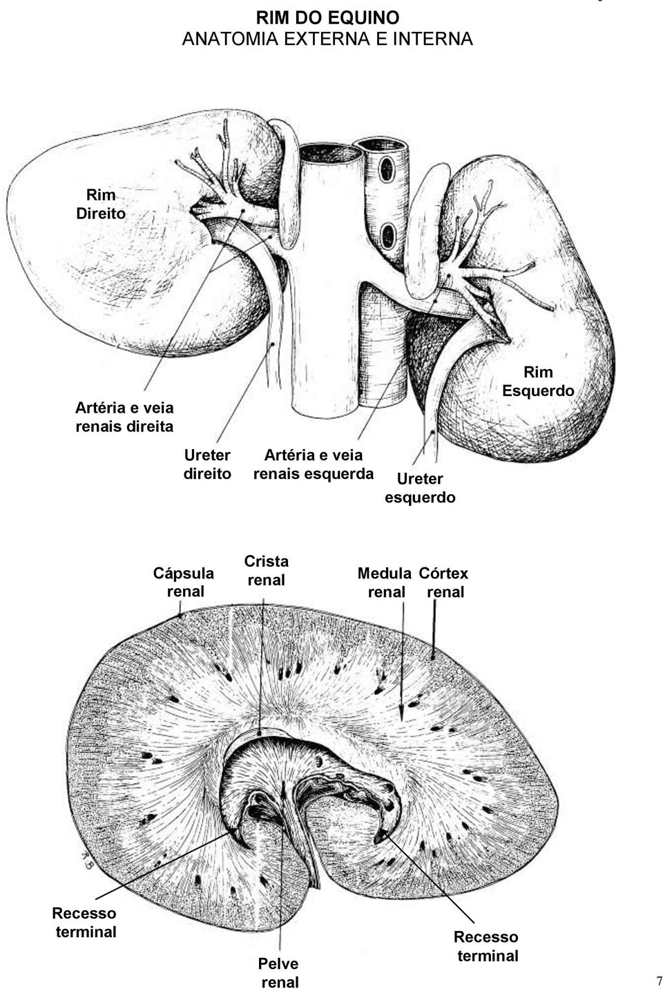 renais esquerda Ureter esquerdo Cápsula renal Crista renal