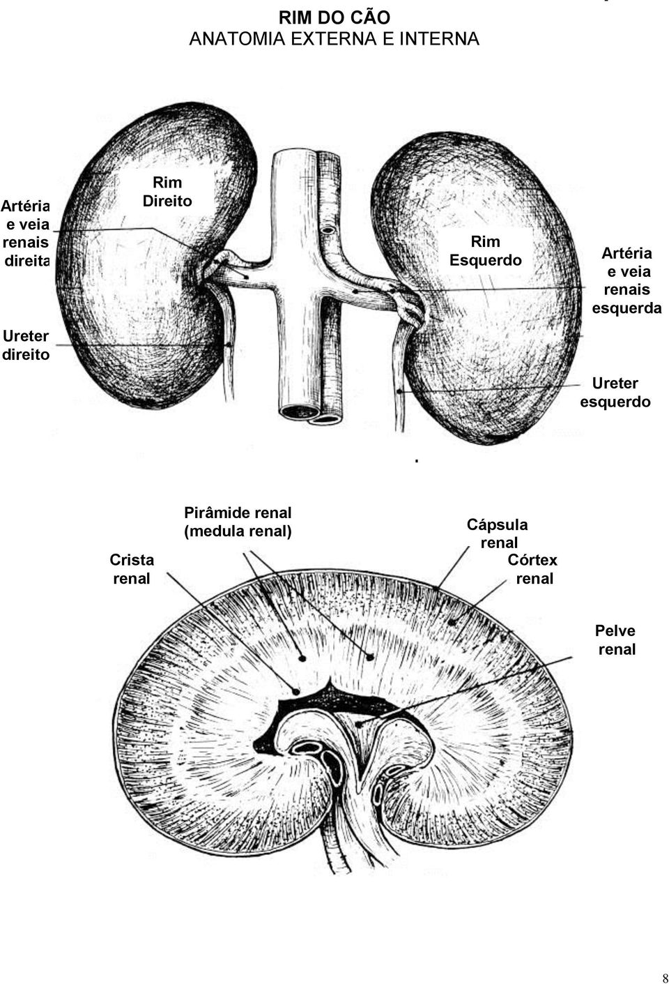 Ureter direito Ureter direito Artéria e veia renais esquerda Ureter esquerdo Ureter