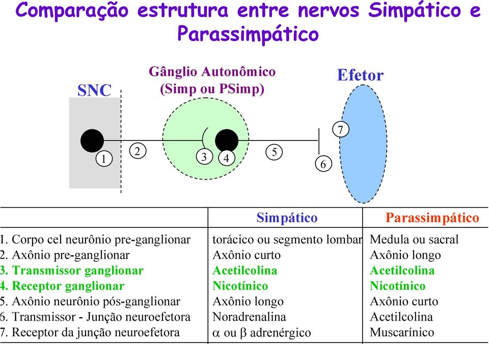 Transmissor - Junção neuroefetora.