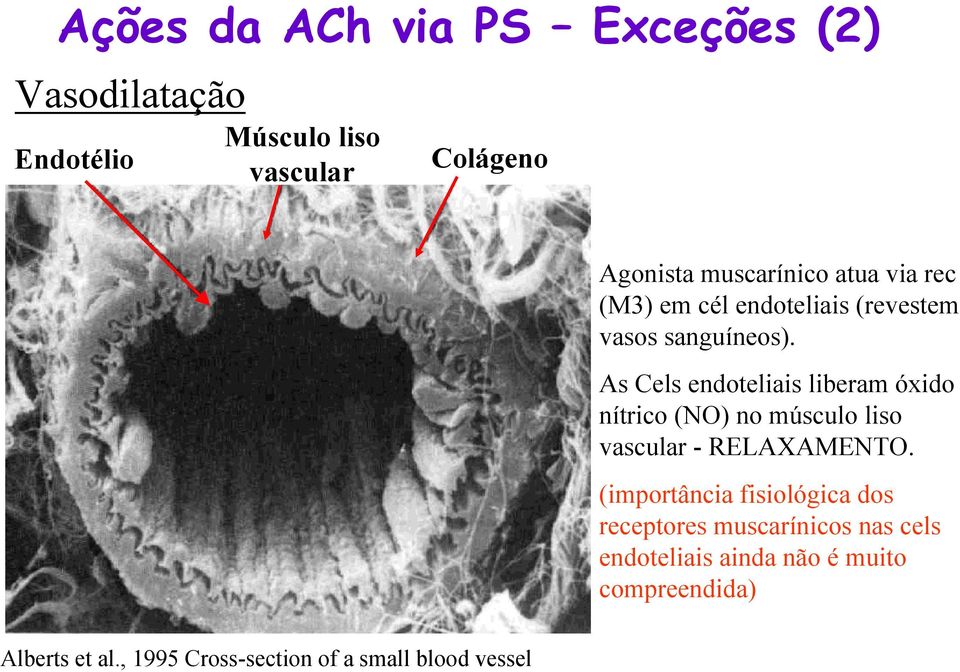 As Cels endoteliais liberam óxido nítrico (NO) no músculo liso vascular - RELAXAMENTO.