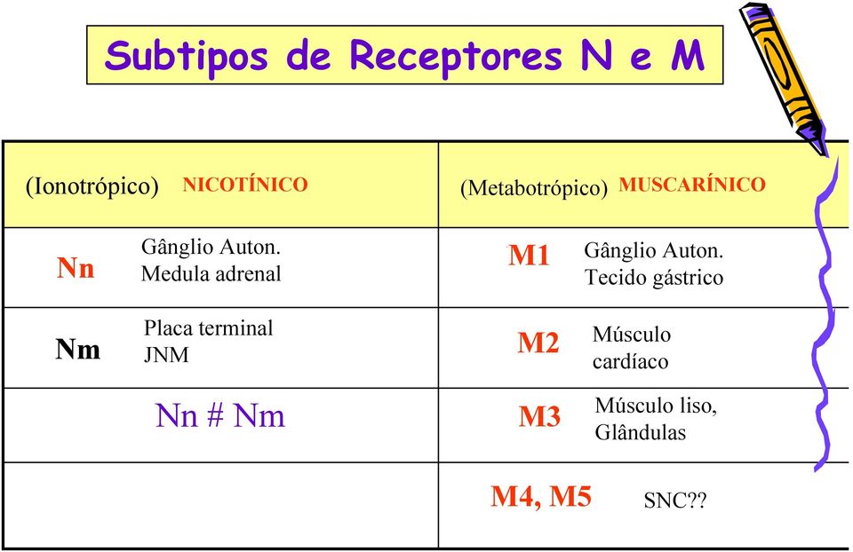 Medula adrenal M1 Gânglio Auton.