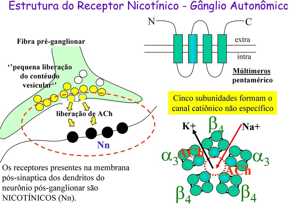 pós-sinaptica dos dendritos do neurônio pós-ganglionar são NICOTÍNICOS (Nn).