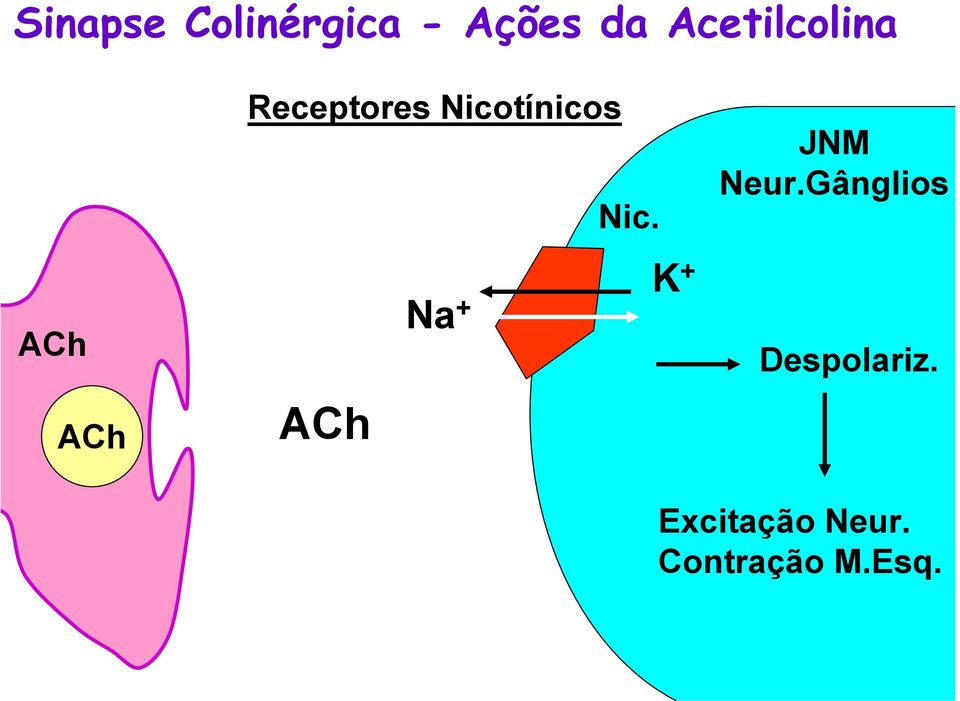 Nicotínicos ACh Nic. Na + K + JNM Neur.