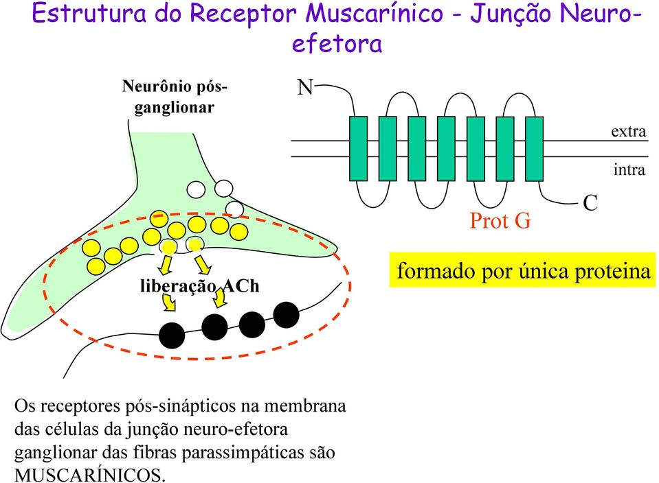 Estrutura do Receptor Muscarínico - Junção Neuroefetora Neurônio