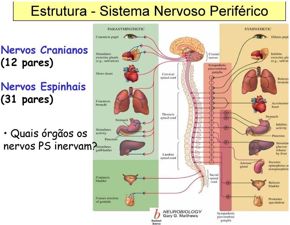 pares) Nervos Espinhais (31