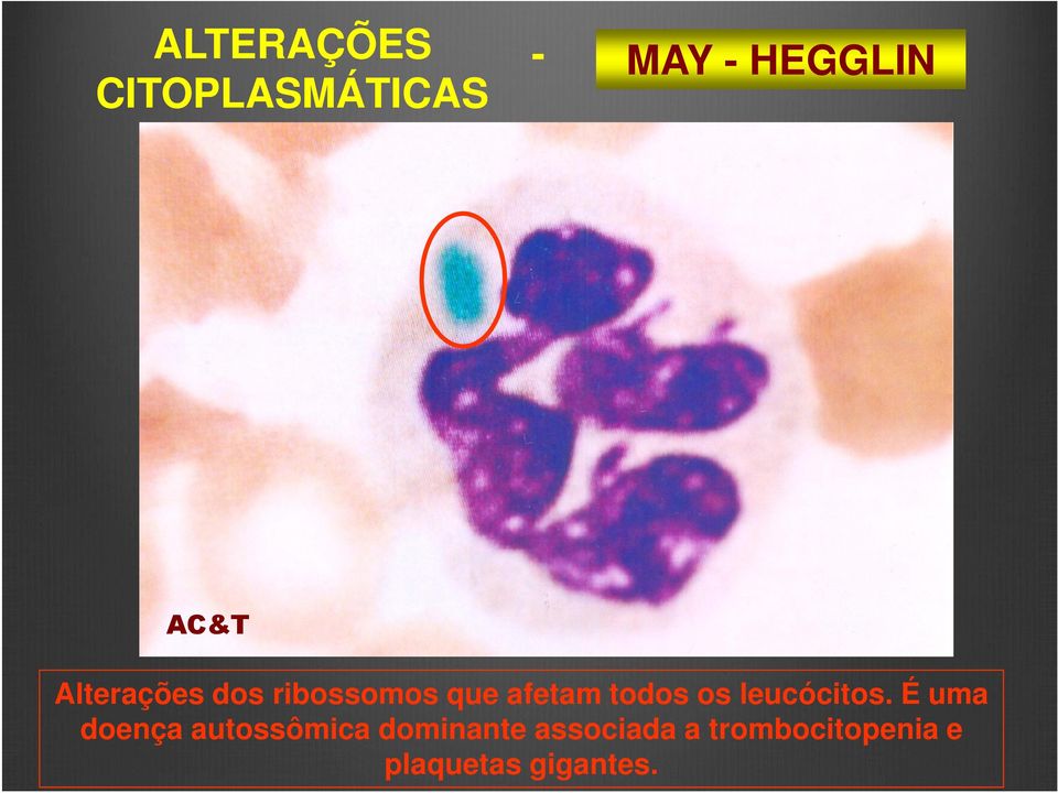 leucócitos.