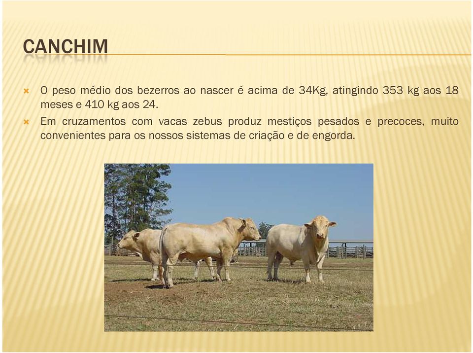 Em cruzamentos com vacas zebus produz mestiços pesados e