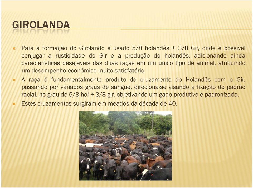 A raça é fundamentalmente produto do cruzamento do Holandês com o Gir, passando por variados graus de sangue, direciona-se visando a fixação do