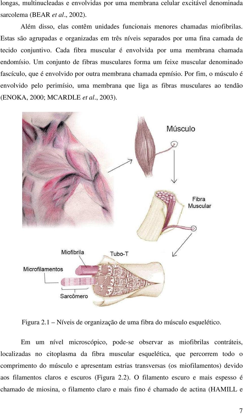 Um conjunto de fibras musculares forma um feixe muscular denominado fascículo, que é envolvido por outra membrana chamada epmísio.