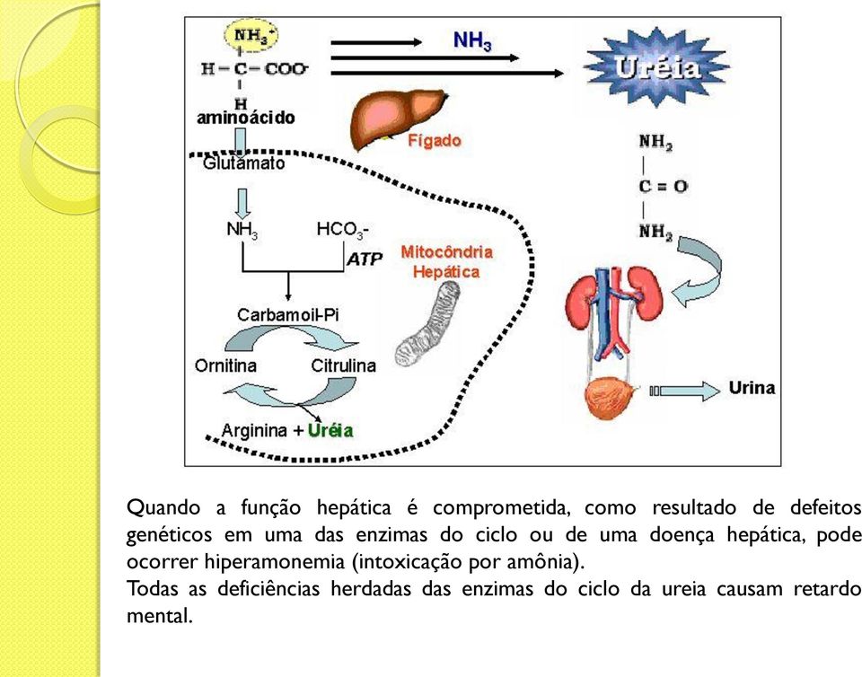 pode ocorrer hiperamonemia (intoxicação por amônia).