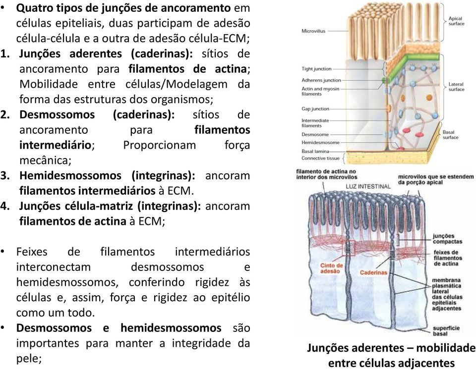 Desmossomos (caderinas): sítios de ancoramento para filamentos intermediário; Proporcionam força mecânica; 3. Hemidesmossomos (integrinas): ancoram filamentos intermediários à ECM. 4.