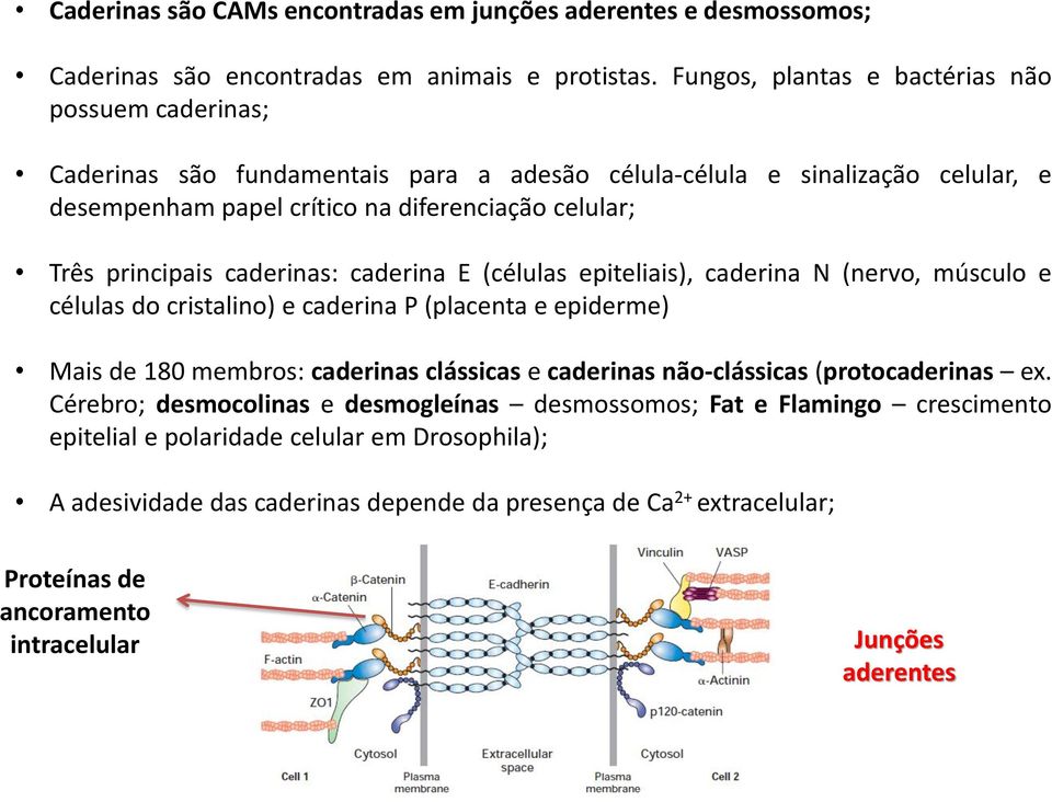 principais caderinas: caderina E (células epiteliais), caderina N (nervo, músculo e células do cristalino) e caderina P (placenta e epiderme) Mais de 180 membros: caderinas clássicas e caderinas