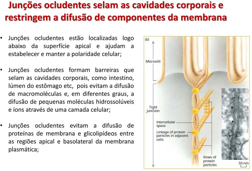 intestino, lúmen do estômago etc, pois evitam a difusão de macromoléculas e, em diferentes graus, a difusão de pequenas moléculas hidrossolúveis e íons