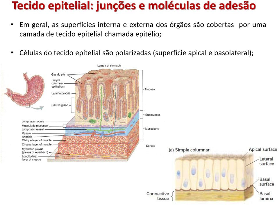 camada de tecido epitelial chamada epitélio; Células do