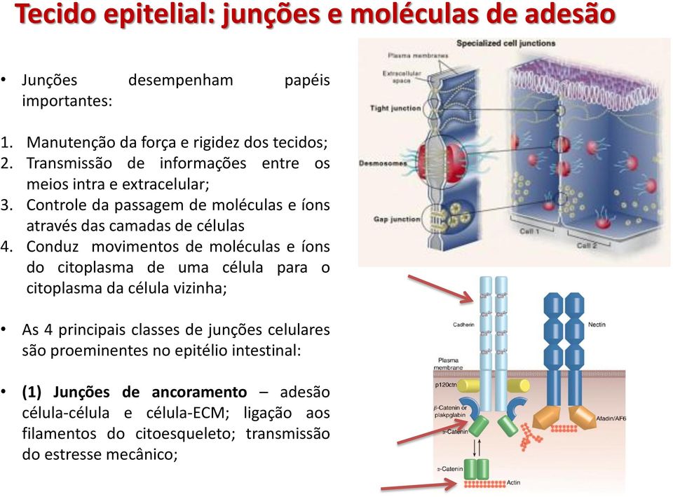 Conduz movimentos de moléculas e íons do citoplasma de uma célula para o citoplasma da célula vizinha; As 4 principais classes de junções celulares