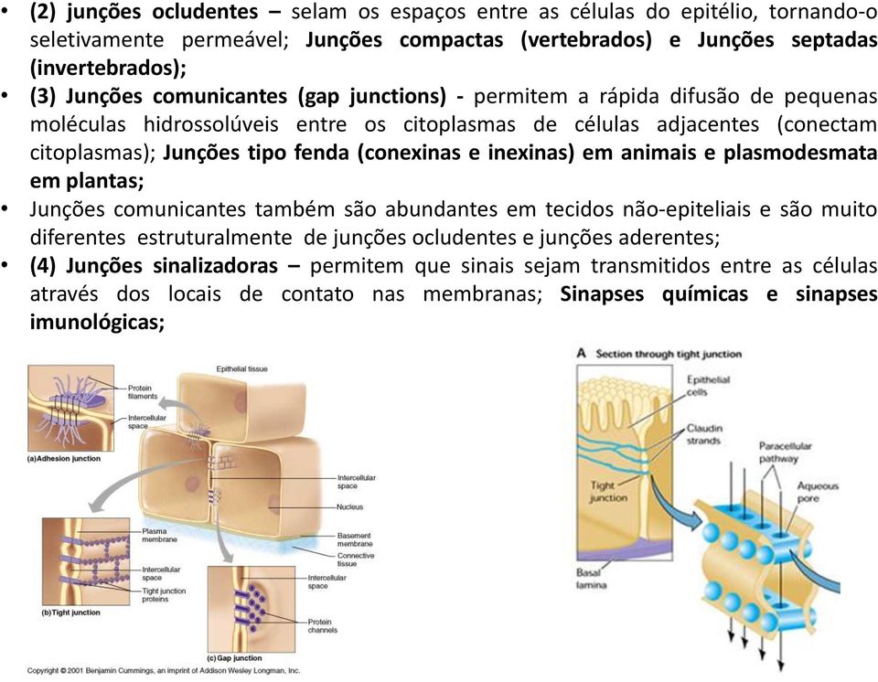(conexinas e inexinas) em animais e plasmodesmata em plantas; Junções comunicantes também são abundantes em tecidos não-epiteliais e são muito diferentes estruturalmente de junções