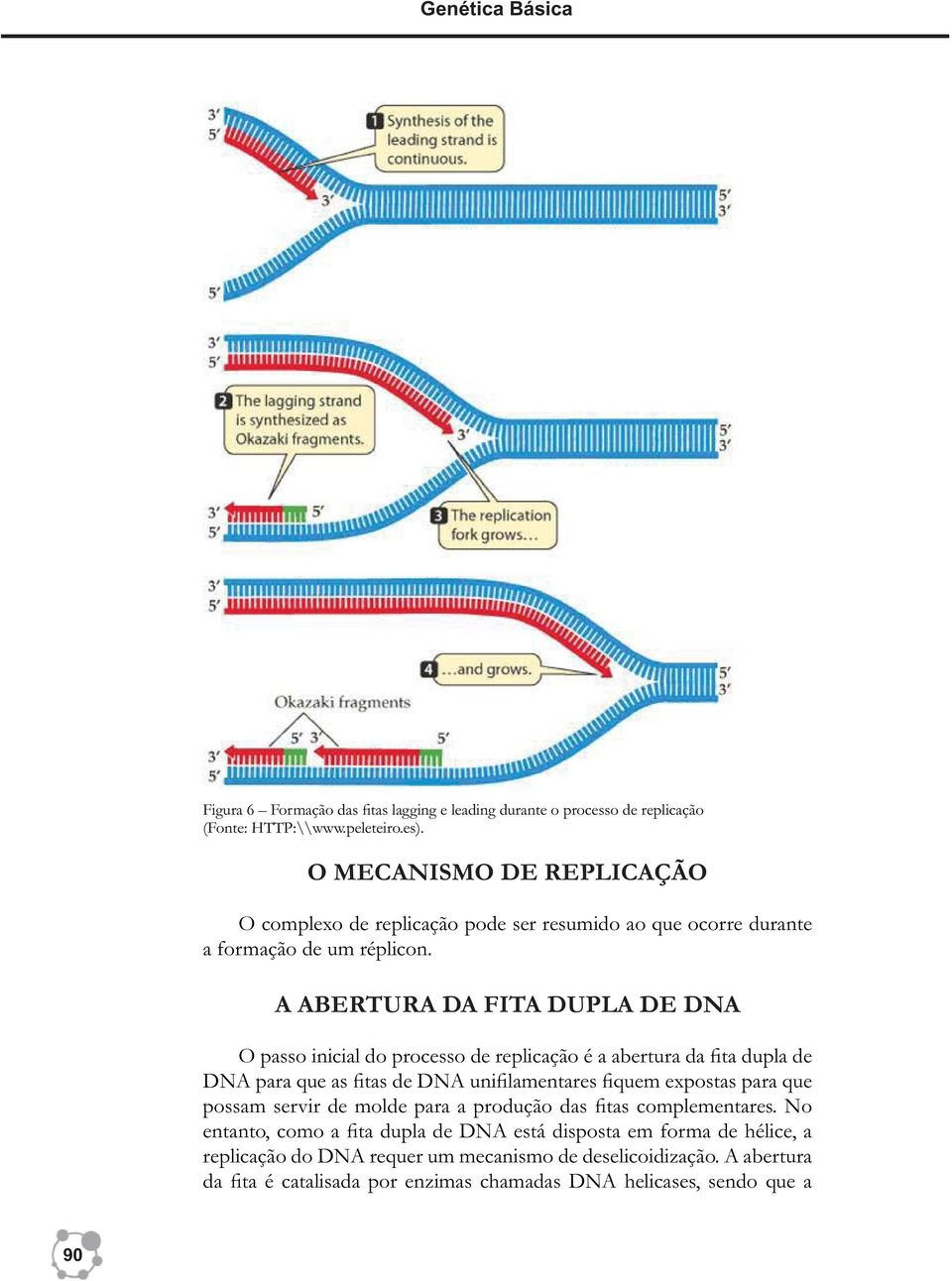 A ABERTURA DA FITA DUPLA DE DNA O passo inicial do processo de replicação é a abertura da fita dupla de DNA para que as fitas de DNA unifilamentares fiquem expostas para que