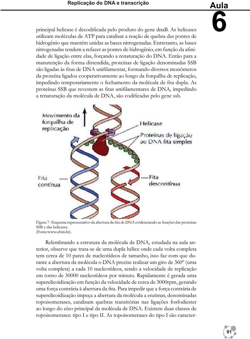 Entretanto, as bases nitrogenadas tendem a refazer as pontes de hidrogênio, em função da afinidade de ligação entre elas, forçando a renaturação do DNA.