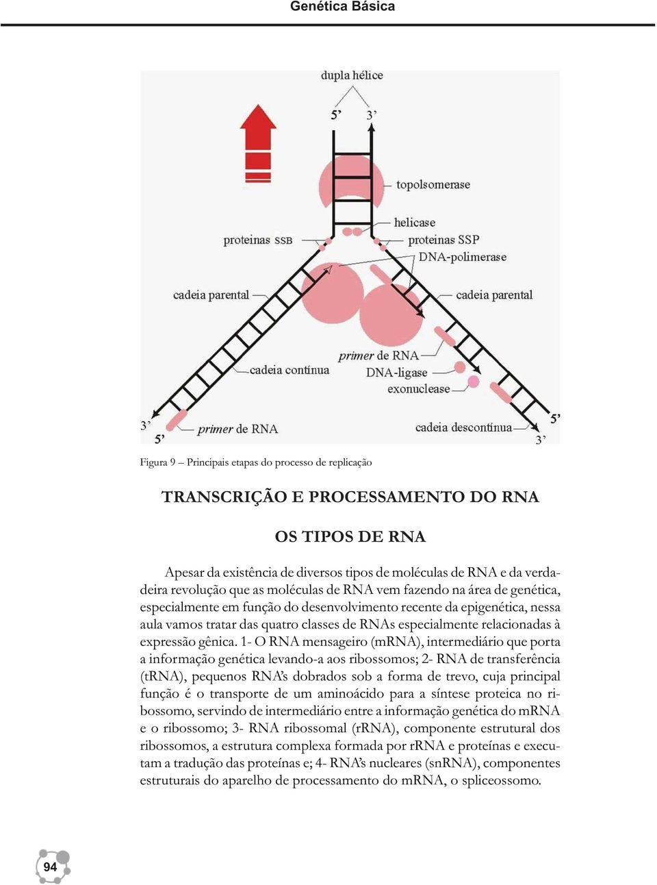 relacionadas à expressão gênica.