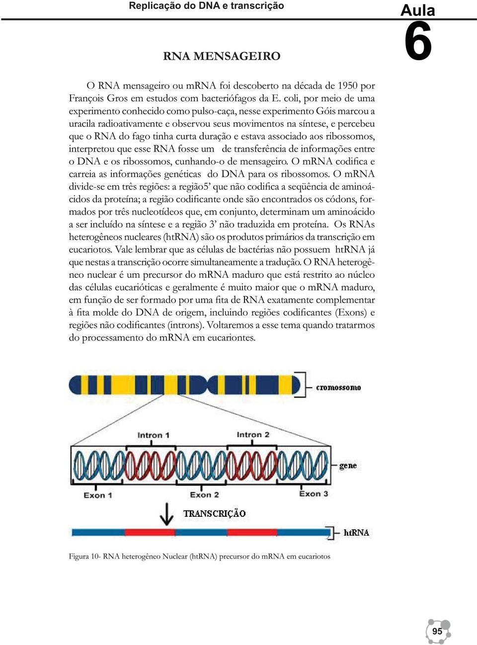 duração e estava associado aos ribossomos, interpretou que esse RNA fosse um de transferência de informações entre o DNA e os ribossomos, cunhando-o de mensageiro.