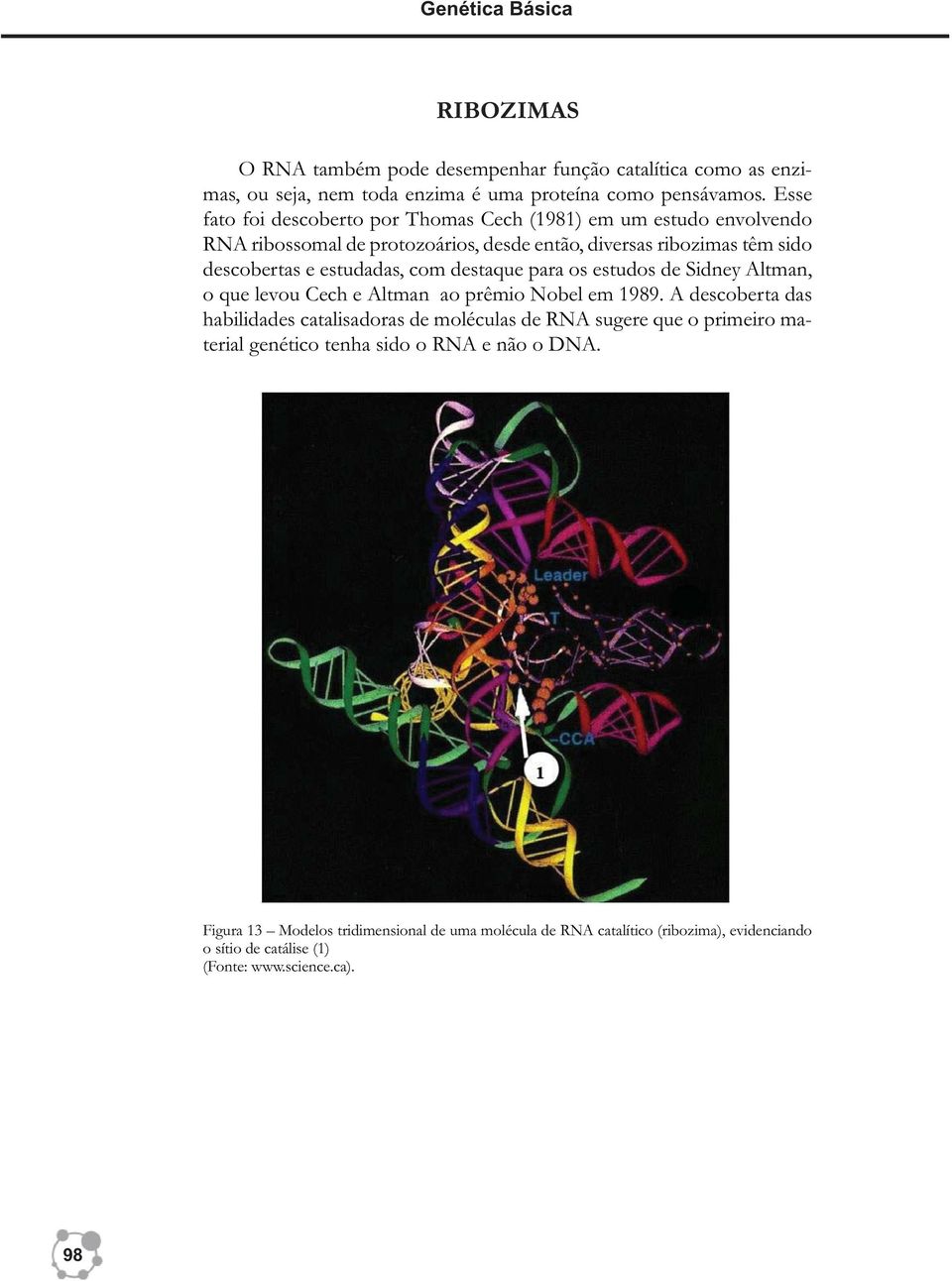 com destaque para os estudos de Sidney Altman, o que levou Cech e Altman ao prêmio Nobel em 1989.