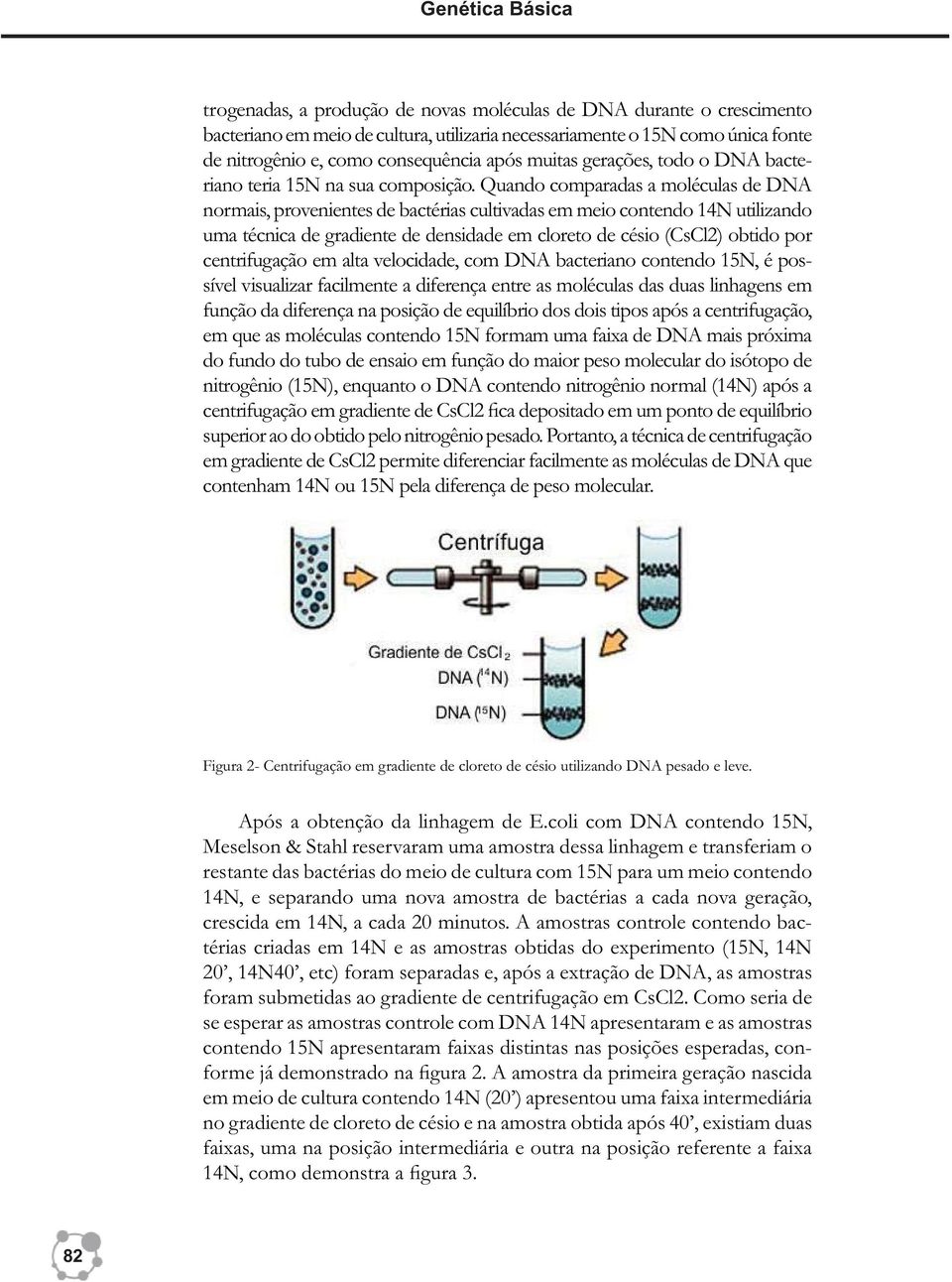 Quando comparadas a moléculas de DNA normais, provenientes de bactérias cultivadas em meio contendo 14N utilizando uma técnica de gradiente de densidade em cloreto de césio (CsCl2) obtido por