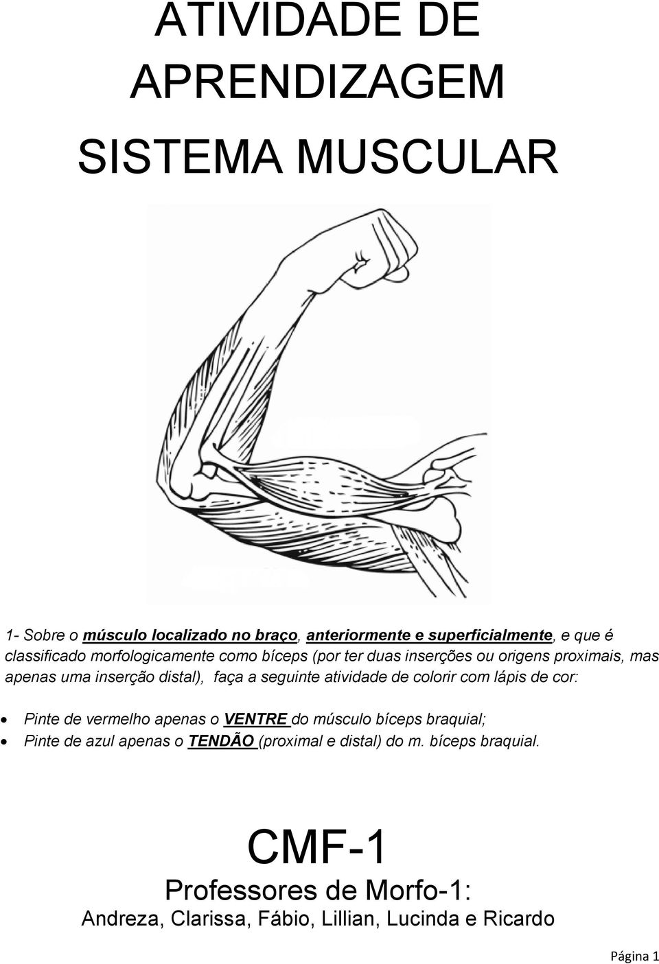 seguinte atividade de colorir com lápis de cor: Pinte de vermelho apenas o VENTRE do músculo bíceps braquial; Pinte de azul apenas