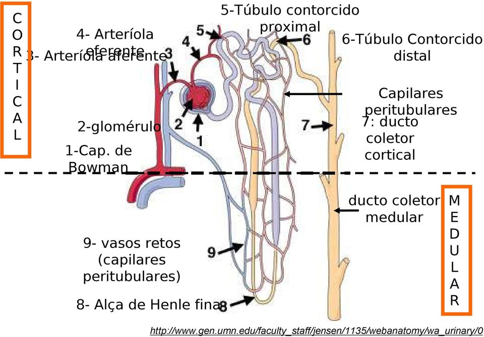7: ducto coletor cortical 9- vasos retos (capilares peritubulares) 8- Alça de Henle fina