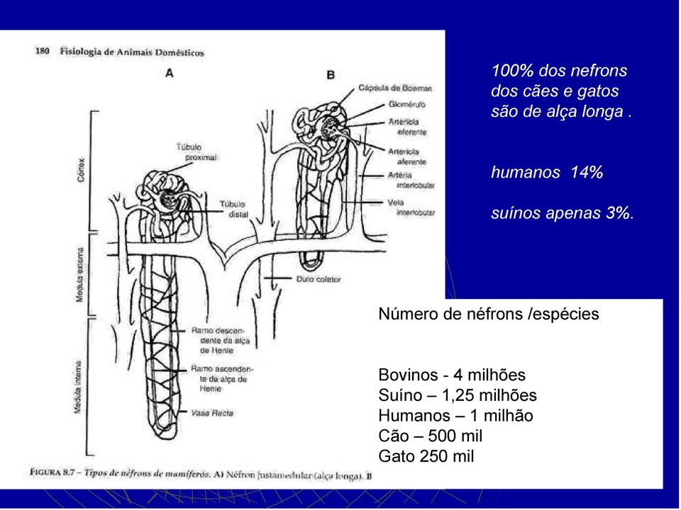 Número de néfrons /espécies Bovinos - 4 milhões