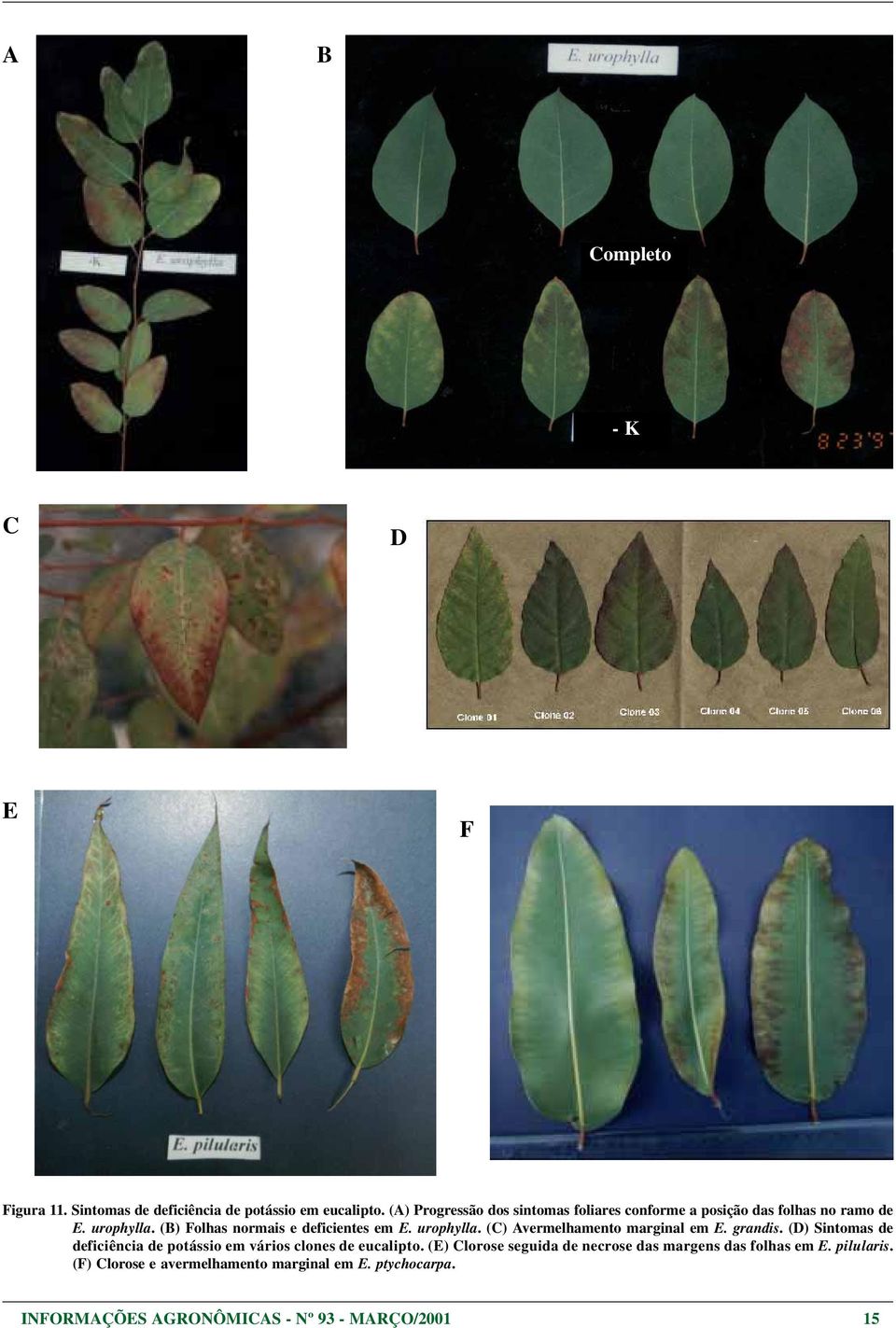 urophylla. (C) Avermelhamento marginal em E. grandis. (D) Sintomas de deficiência de potássio em vários clones de eucalipto.