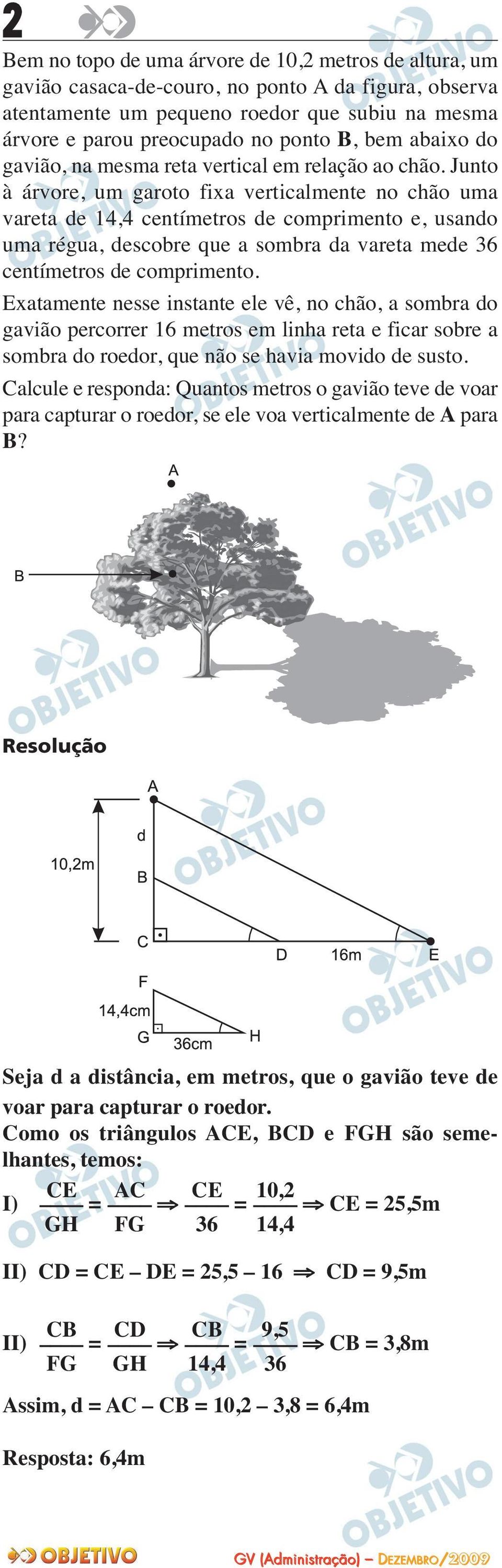 Junto à árvore, um garoto fixa verticalmente no chão uma vareta de 14,4 centímetros de comprimento e, usando uma régua, descobre que a sombra da vareta mede 36 centímetros de comprimento.