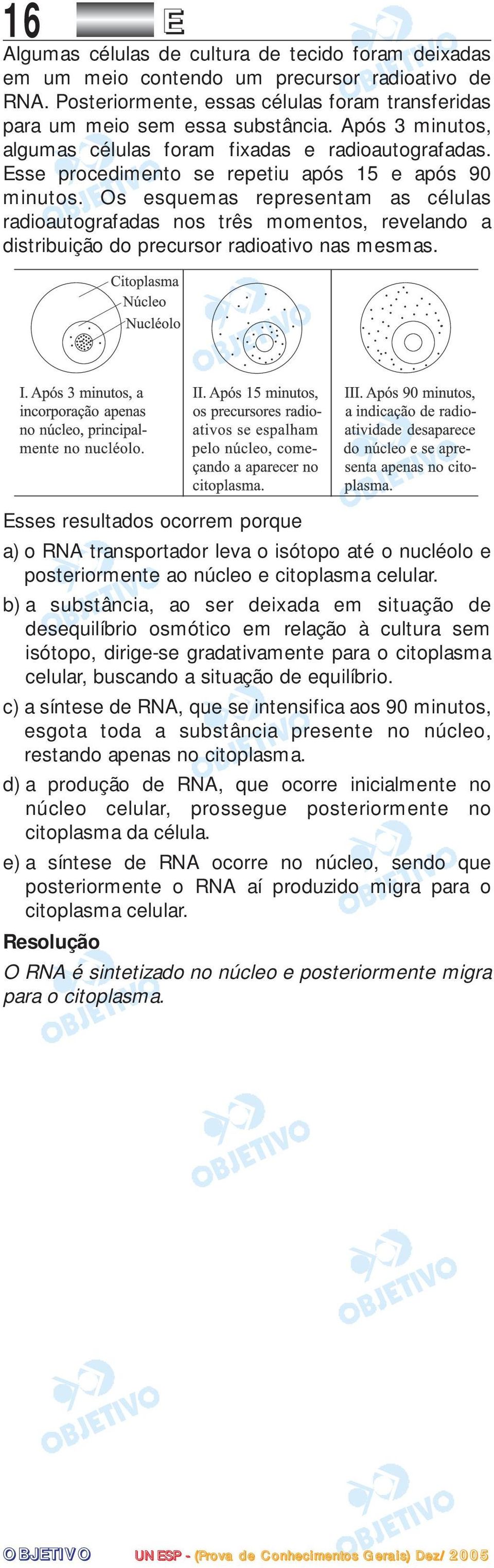 Os esquemas representam as células radioautografadas nos três momentos, revelando a distribuição do precursor radioativo nas mesmas.