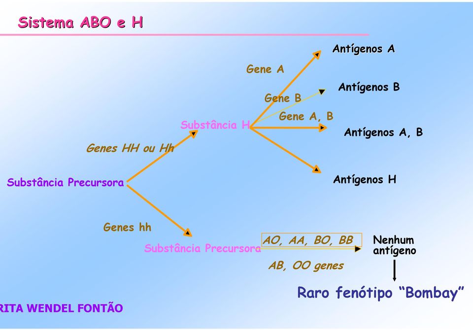 Precursora Antígenos H Genes hh AO, AA, BO, BB Substância