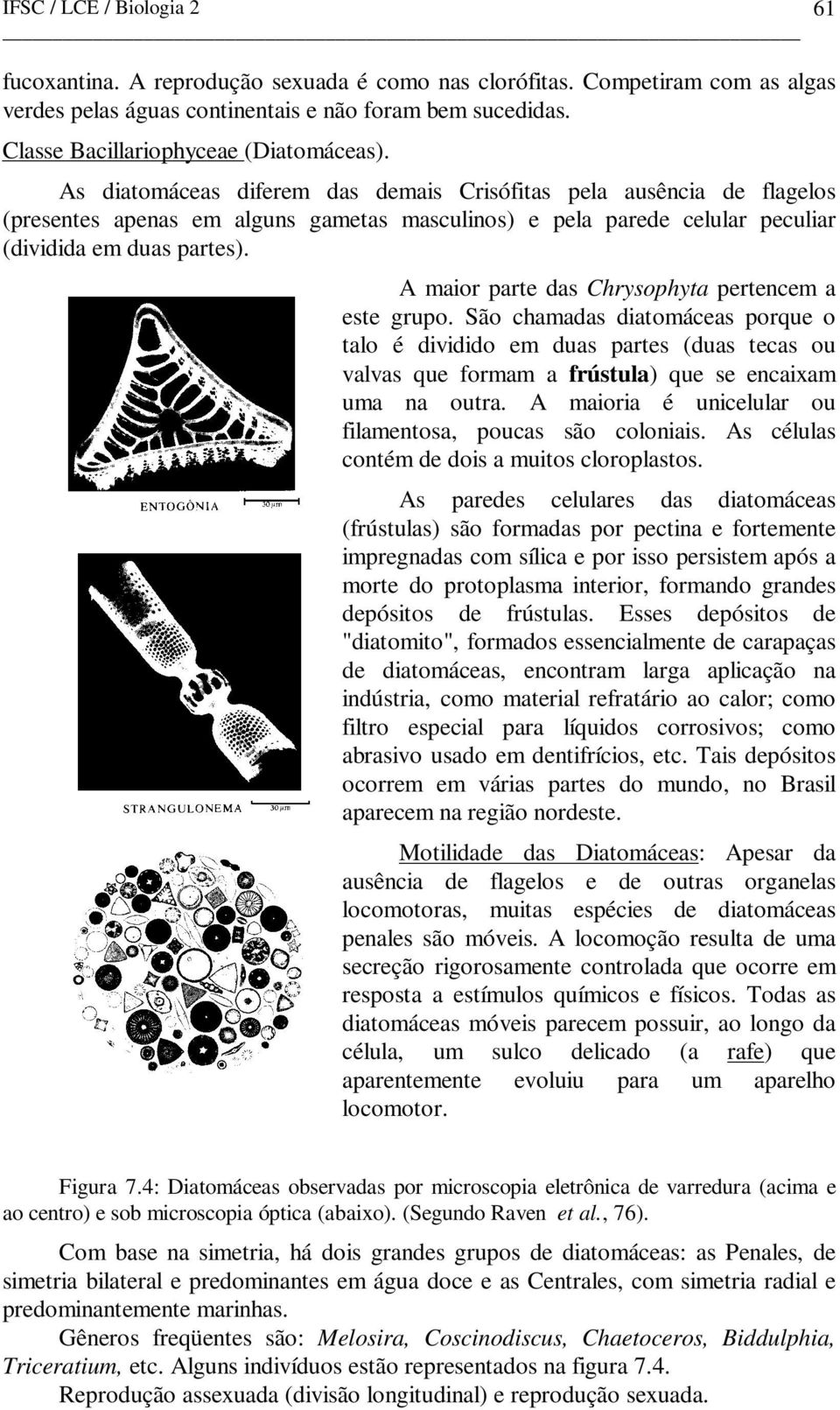 A maior parte das Chrysophyta pertencem a este grupo. São chamadas diatomáceas porque o talo é dividido em duas partes (duas tecas ou valvas que formam a frústula) que se encaixam uma na outra.