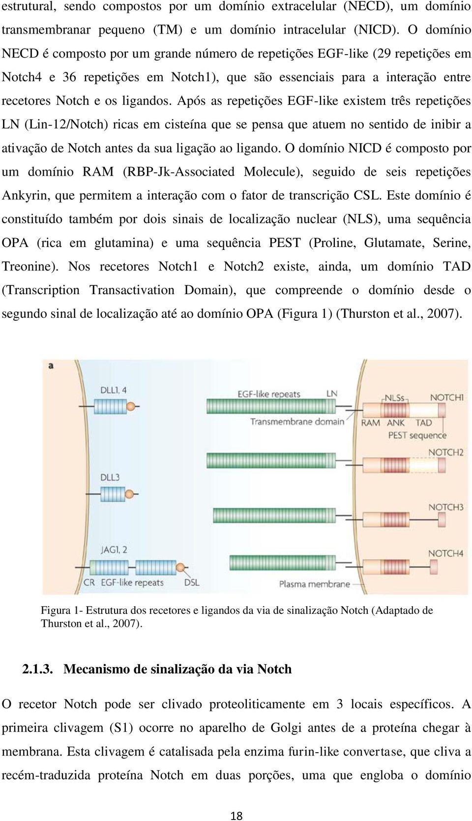 Após as repetições EGF-like existem três repetições LN (Lin-12/Notch) ricas em cisteína que se pensa que atuem no sentido de inibir a ativação de Notch antes da sua ligação ao ligando.