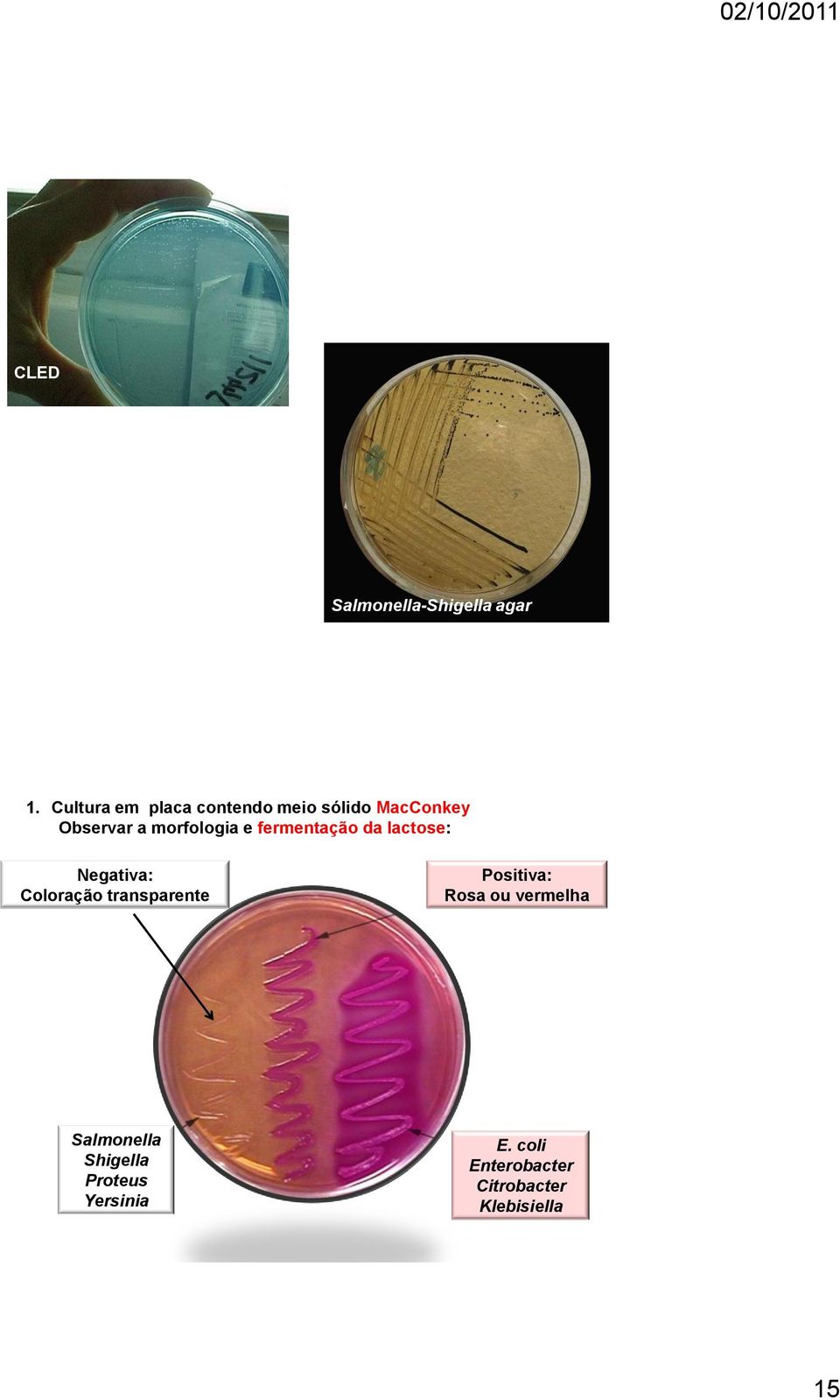 morfologia e fermentação da lactose: Negativa: Coloração