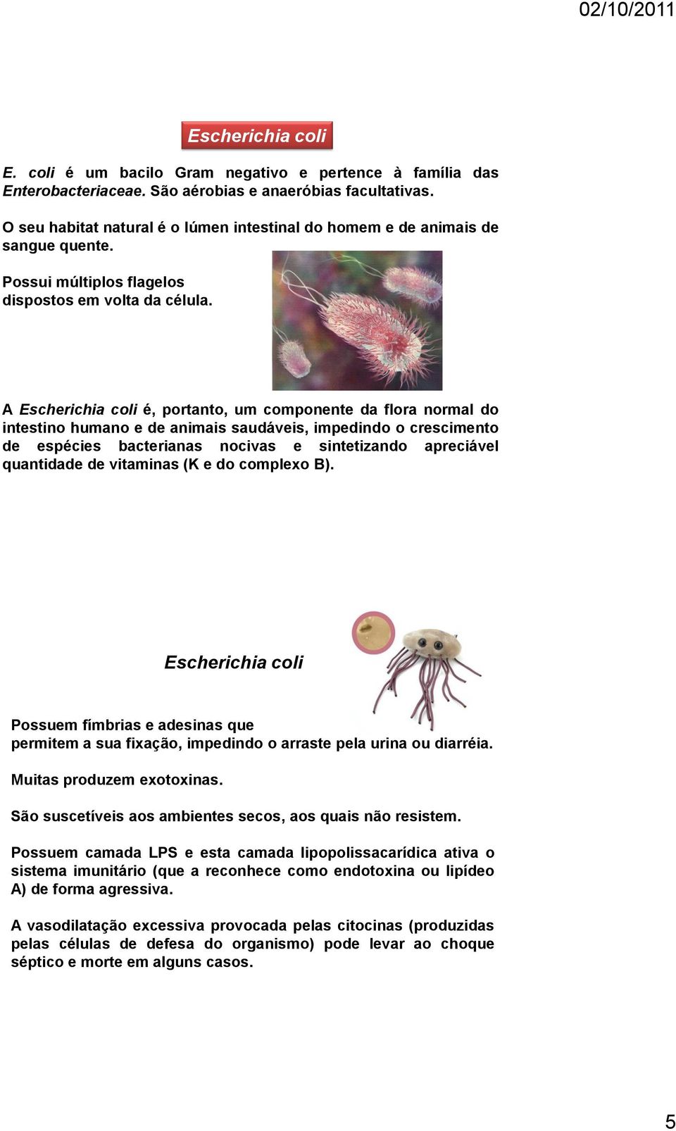 A Escherichia coli é, portanto, um componente da flora normal do intestino humano e de animais saudáveis, impedindo o crescimento de espécies bacterianas nocivas e sintetizando apreciável quantidade