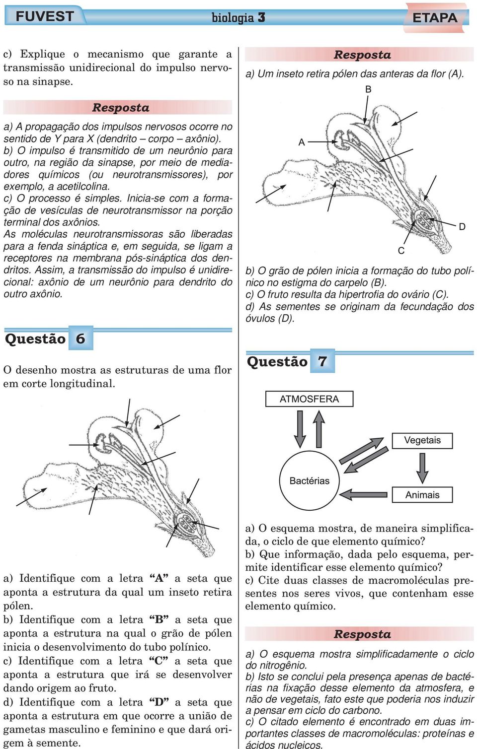 Inicia-se com a formação de vesículas de neurotransmissor na porção terminal dos axônios.