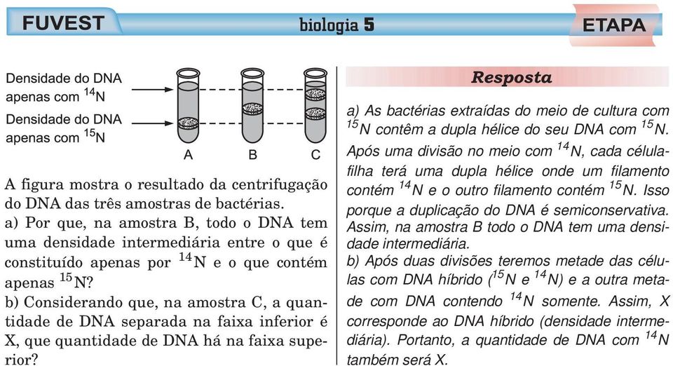 b) Considerando que, na amostra C, a quantidade de DNA separada na faixa inferior é X, que quantidade de DNA há na faixa superior?