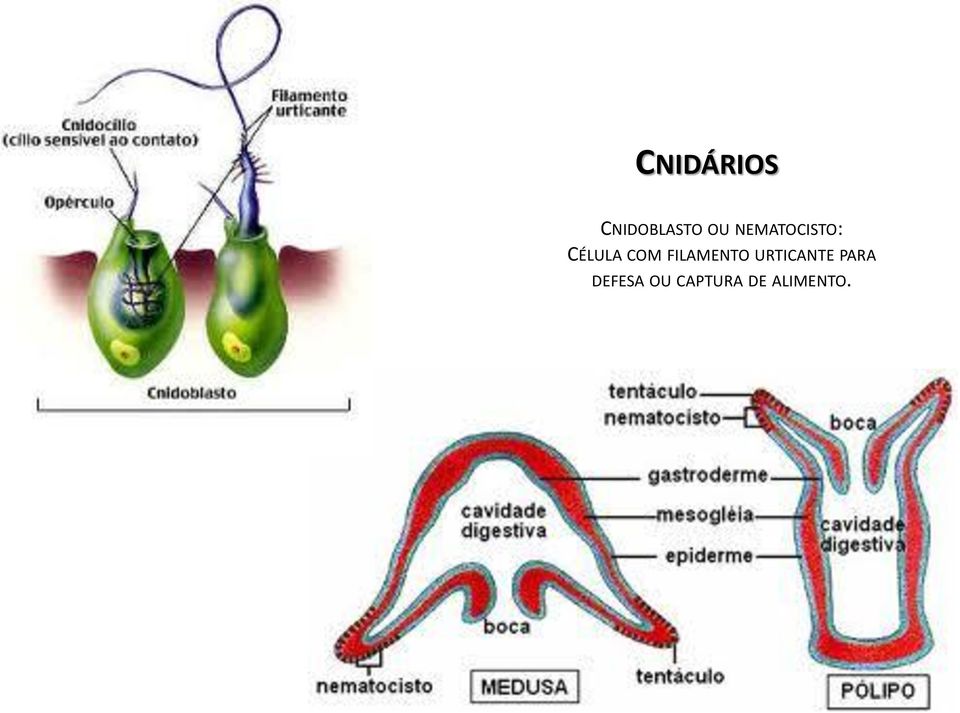 FILAMENTO URTICANTE PARA