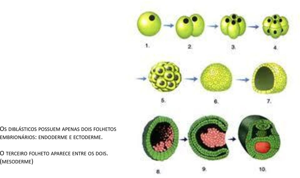 ENDODERME E ECTODERME.