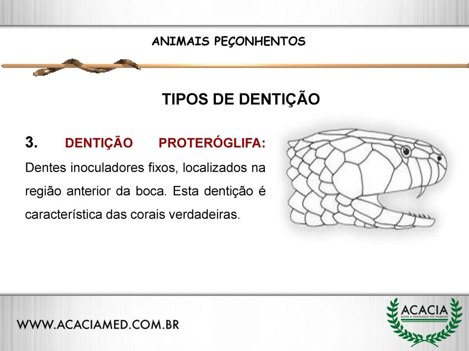 fixos, localizados na região anterior da boca.