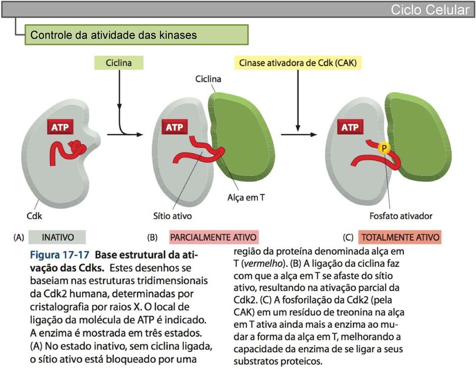 das kinases