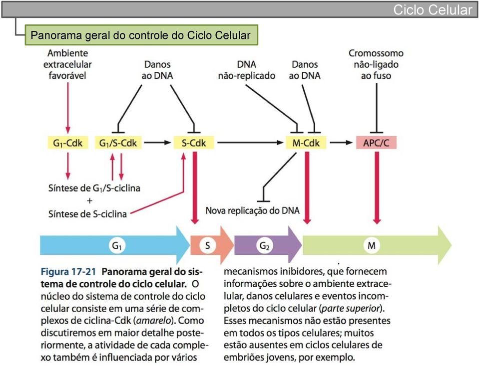 Ciclo Celular