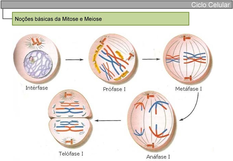 Mitose e