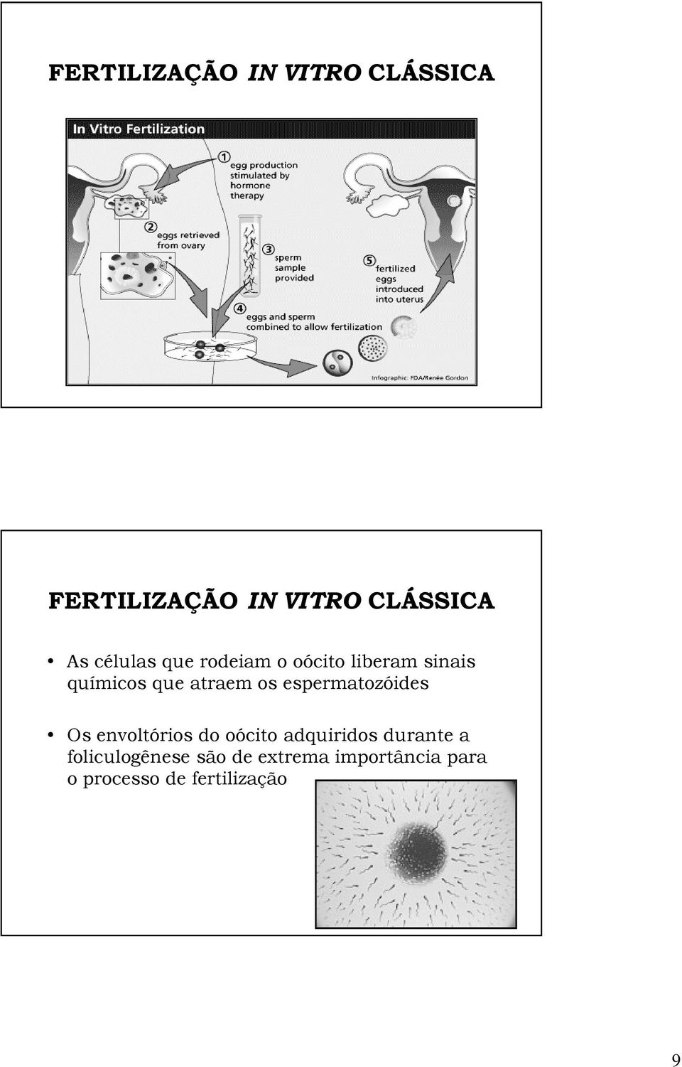 espermatozóides Os envoltórios do oócito adquiridos durante a