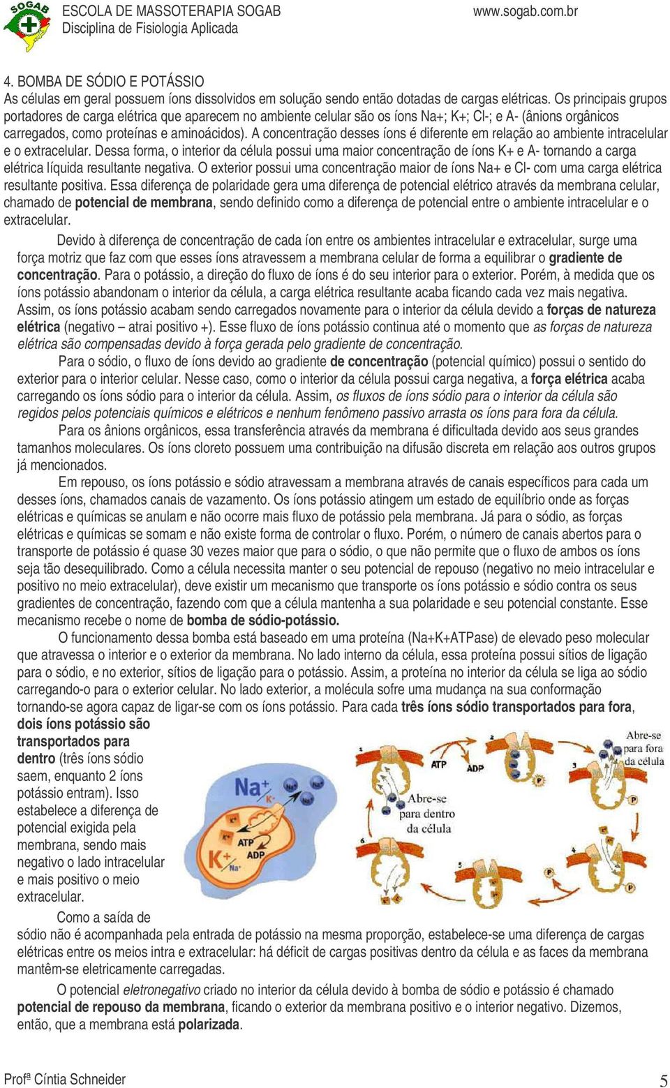 A concentração desses íons é diferente em relação ao ambiente intracelular e o extracelular.