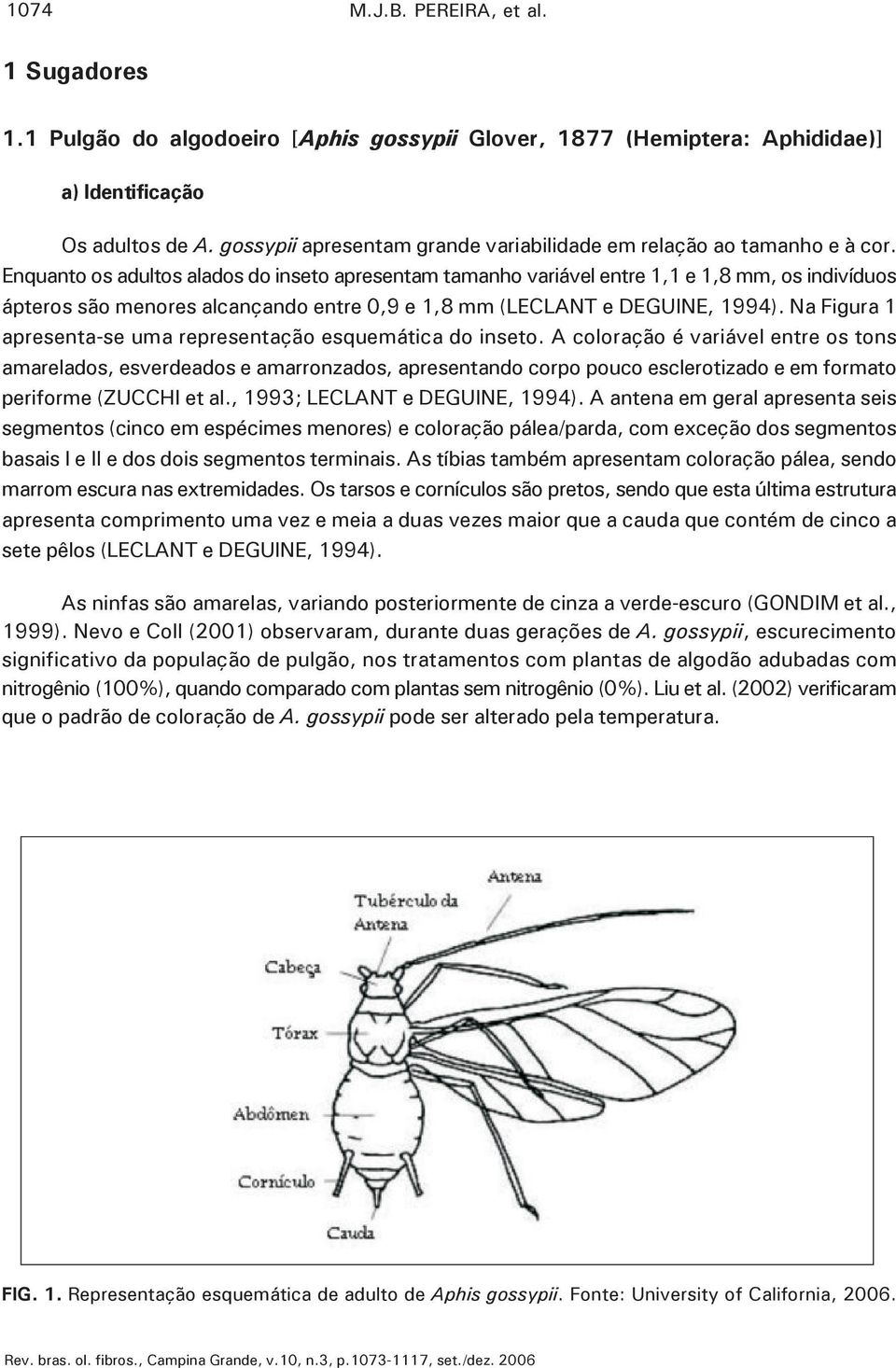 Enquanto os adultos alados do inseto apresentam tamanho variável entre 1,1 e 1,8 mm, os indivíduos ápteros são menores alcançando entre 0,9 e 1,8 mm (LECLANT e DEGUINE, 1994).