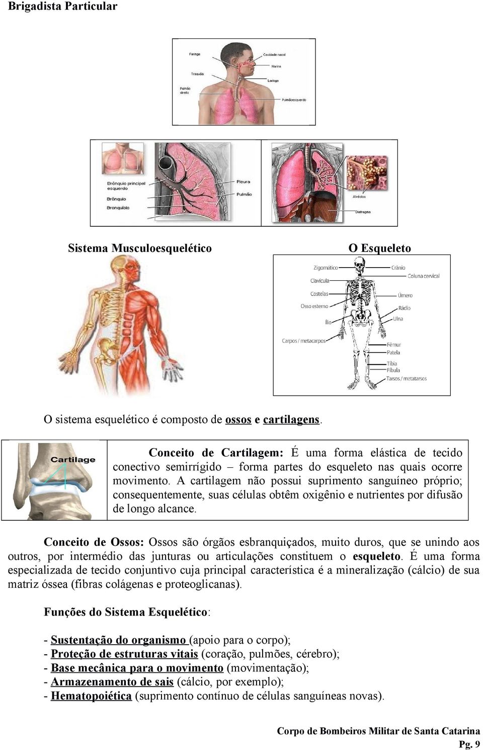 A cartilagem não possui suprimento sanguíneo próprio; consequentemente, suas células obtêm oxigênio e nutrientes por difusão de longo alcance.