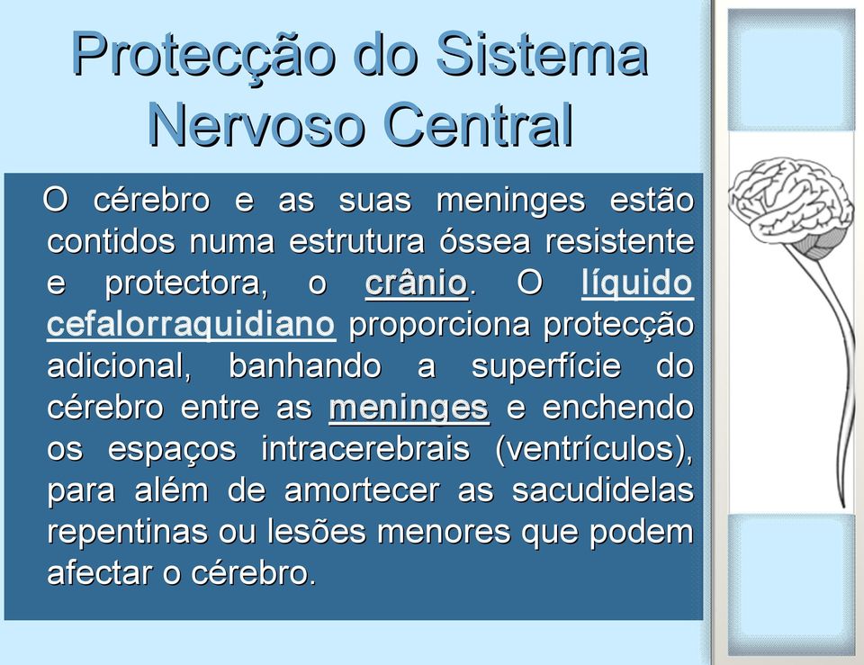 . O líquido cefalorraquidiano proporciona protecção adicional, banhando a superfície do cérebro